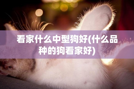 看家什么中型狗好(什么品種的狗看家好)