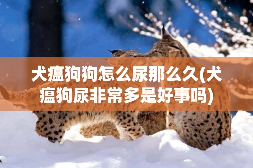 犬瘟狗狗怎么尿那么久(犬瘟狗尿非常多是好事嗎)