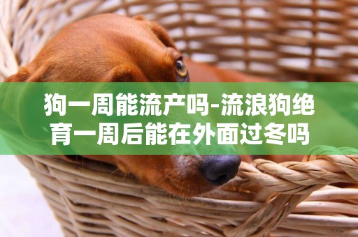 狗一周能流產嗎-流浪狗絕育一周后能在外面過冬嗎