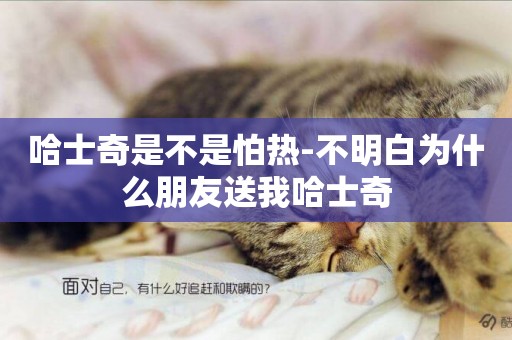 哈士奇是不是怕熱-不明白為什么朋友送我哈士奇