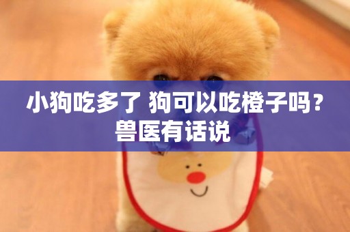 小狗吃多了 狗可以吃橙子嗎？獸醫有話說 