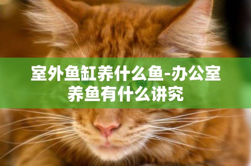 室外魚缸養什么魚-辦公室養魚有什么講究