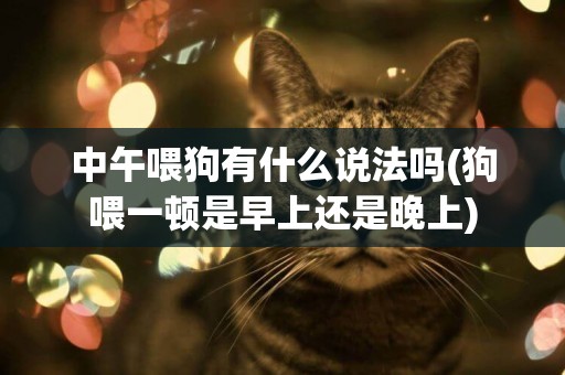 中午喂狗有什么說法嗎(狗喂一頓是早上還是晚上)