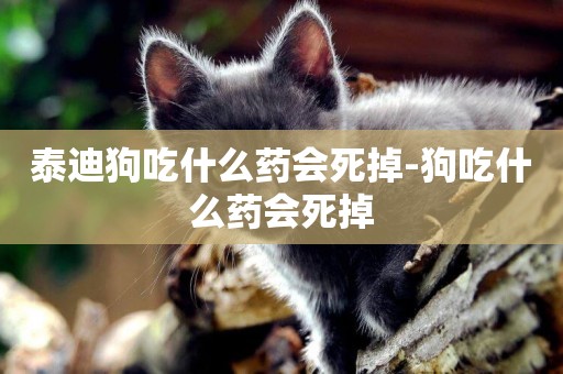 泰迪狗吃什么藥會死掉-狗吃什么藥會死掉
