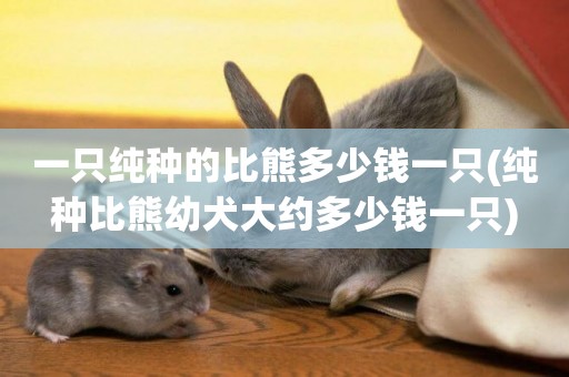 一只純種的比熊多少錢一只(純種比熊幼犬大約多少錢一只)