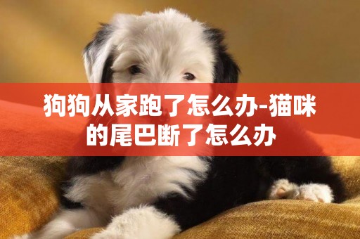狗狗從家跑了怎么辦-貓咪的尾巴斷了怎么辦