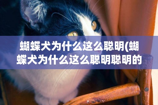 蝴蝶犬為什么這么聰明(蝴蝶犬為什么這么聰明聰明的)