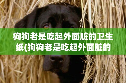 狗狗老是吃起外面臟的衛生紙(狗狗老是吃起外面臟的衛生紙是為什么)