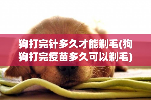 狗打完針多久才能剃毛(狗狗打完疫苗多久可以剃毛)