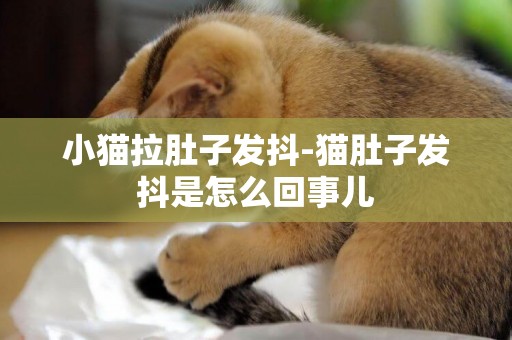 小貓拉肚子發抖-貓肚子發抖是怎么回事兒