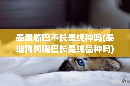 泰迪嘴巴不長是純種嗎(泰迪狗狗嘴巴長是純品種嗎)