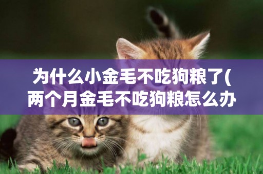 為什么小金毛不吃狗糧了(兩個月金毛不吃狗糧怎么辦)