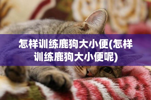 怎樣訓練鹿狗大小便(怎樣訓練鹿狗大小便呢)
