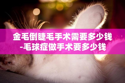 金毛倒睫毛手術需要多少錢-毛球癥做手術要多少錢