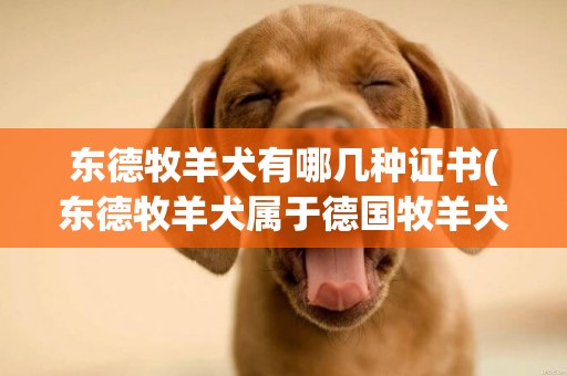 東德牧羊犬有哪幾種證書(東德牧羊犬屬于德國牧羊犬嗎)
