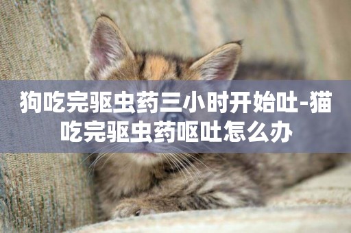 狗吃完驅蟲藥三小時開始吐-貓吃完驅蟲藥嘔吐怎么辦