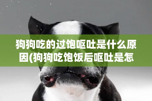 狗狗吃的過飽嘔吐是什么原因(狗狗吃飽飯后嘔吐是怎么回事?)