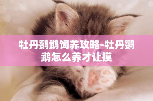 牡丹鸚鵡飼養攻略-牡丹鸚鵡怎么養才讓摸