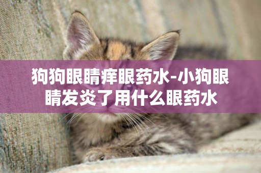 狗狗眼睛癢眼藥水-小狗眼睛發炎了用什么眼藥水