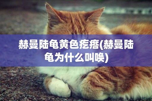 赫曼陸龜黃色疙瘩(赫曼陸龜為什么叫喚)