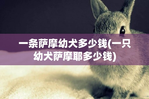 一條薩摩幼犬多少錢(一只幼犬薩摩耶多少錢)