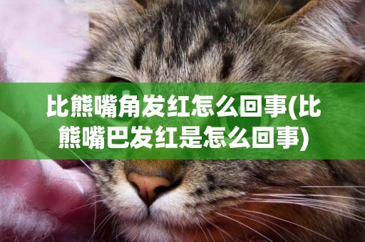 比熊嘴角發紅怎么回事(比熊嘴巴發紅是怎么回事)
