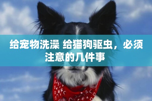 給寵物洗澡 給貓狗驅蟲，必須注意的幾件事 