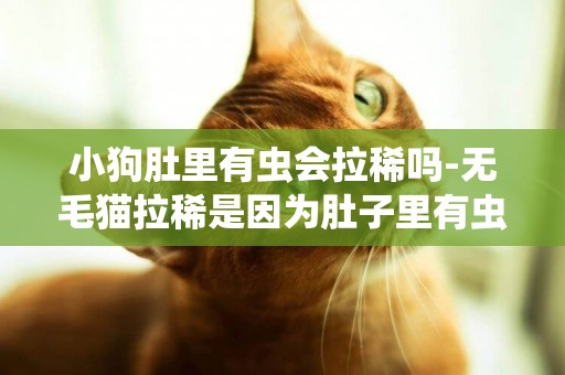 小狗肚里有蟲會拉稀嗎-無毛貓拉稀是因為肚子里有蟲子嗎