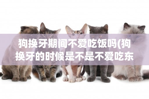 狗換牙期間不愛吃飯嗎(狗換牙的時候是不是不愛吃東西)