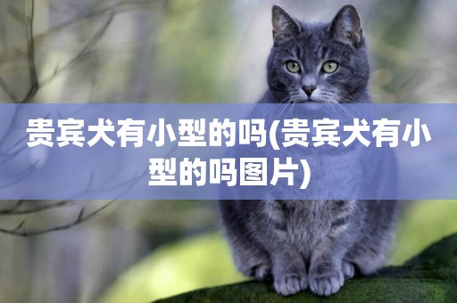 貴賓犬有小型的嗎(貴賓犬有小型的嗎圖片)