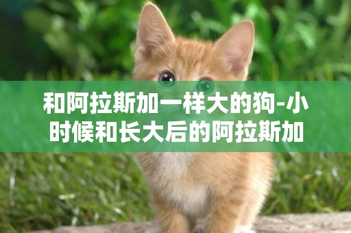 和阿拉斯加一樣大的狗-小時候和長大后的阿拉斯加