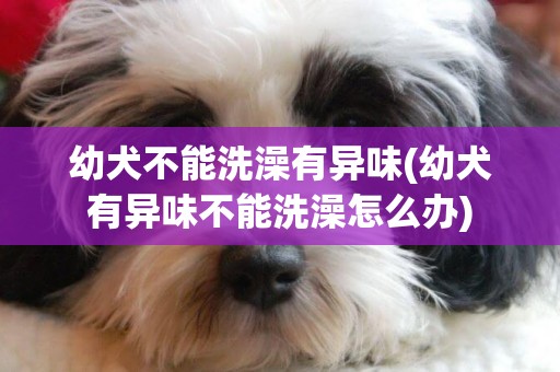 幼犬不能洗澡有異味(幼犬有異味不能洗澡怎么辦)