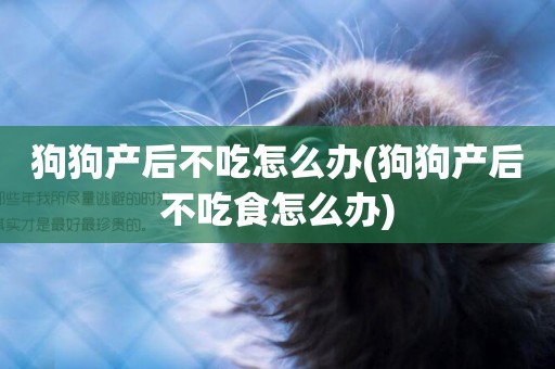 狗狗產后不吃怎么辦(狗狗產后不吃食怎么辦)