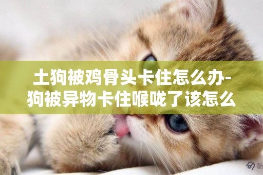 土狗被雞骨頭卡住怎么辦-狗被異物卡住喉嚨了該怎么辦