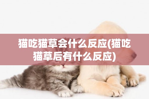 貓吃貓草會什么反應(貓吃貓草后有什么反應)