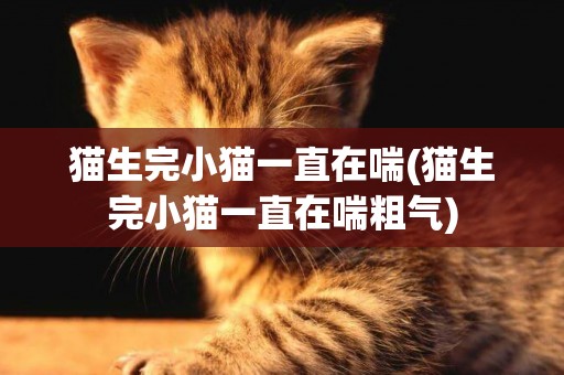 貓生完小貓一直在喘(貓生完小貓一直在喘粗氣)