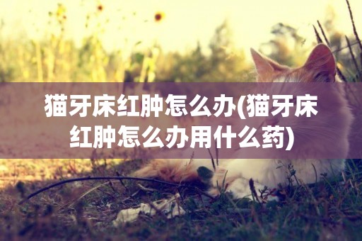 貓牙床紅腫怎么辦(貓牙床紅腫怎么辦用什么藥)