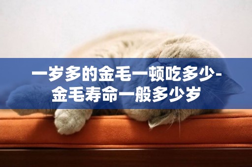 一歲多的金毛一頓吃多少-金毛壽命一般多少歲