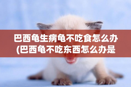 巴西龜生病龜不吃食怎么辦(巴西龜不吃東西怎么辦是不是病了)