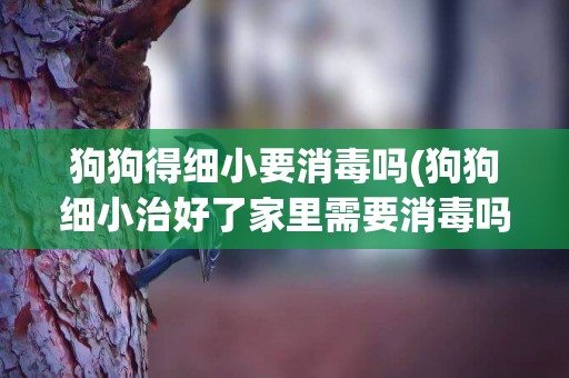 狗狗得細小要消毒嗎(狗狗細小治好了家里需要消毒嗎)