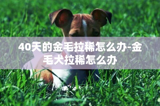 40天的金毛拉稀怎么辦-金毛犬拉稀怎么辦