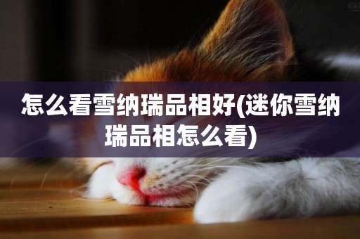 怎么看雪納瑞品相好(迷你雪納瑞品相怎么看)
