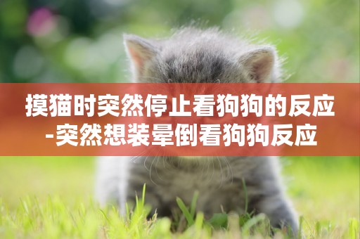 摸貓時突然停止看狗狗的反應-突然想裝暈倒看狗狗反應