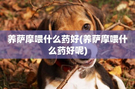 養薩摩喂什么藥好(養薩摩喂什么藥好呢)