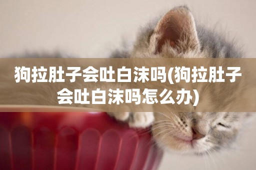 狗拉肚子會吐白沫嗎(狗拉肚子會吐白沫嗎怎么辦)