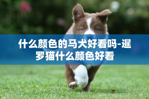 什么顏色的馬犬好看嗎-暹羅貓什么顏色好看