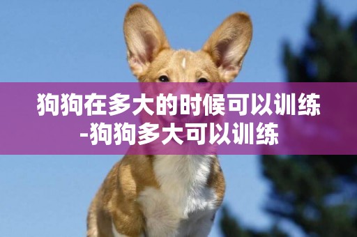 狗狗在多大的時候可以訓練-狗狗多大可以訓練
