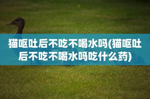 貓嘔吐后不吃不喝水嗎(貓嘔吐后不吃不喝水嗎吃什么藥)