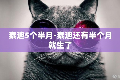 泰迪5個半月-泰迪還有半個月就生了