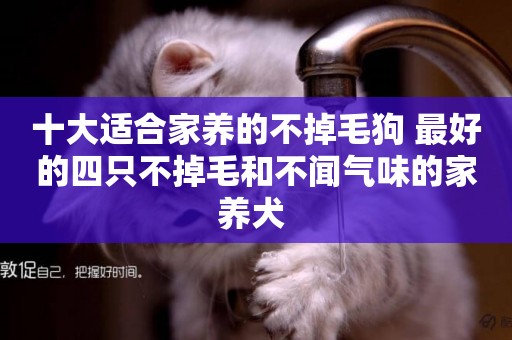 十大適合家養的不掉毛狗 最好的四只不掉毛和不聞氣味的家養犬 